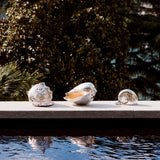 Nautilus Shell, Medium