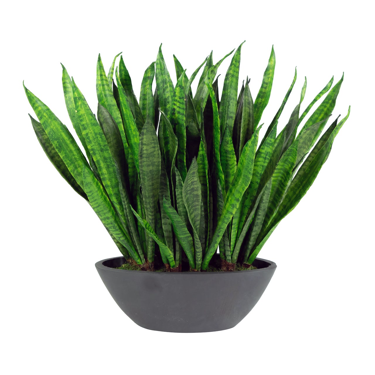 faux sansevieria Sansevieria in Oval Planter