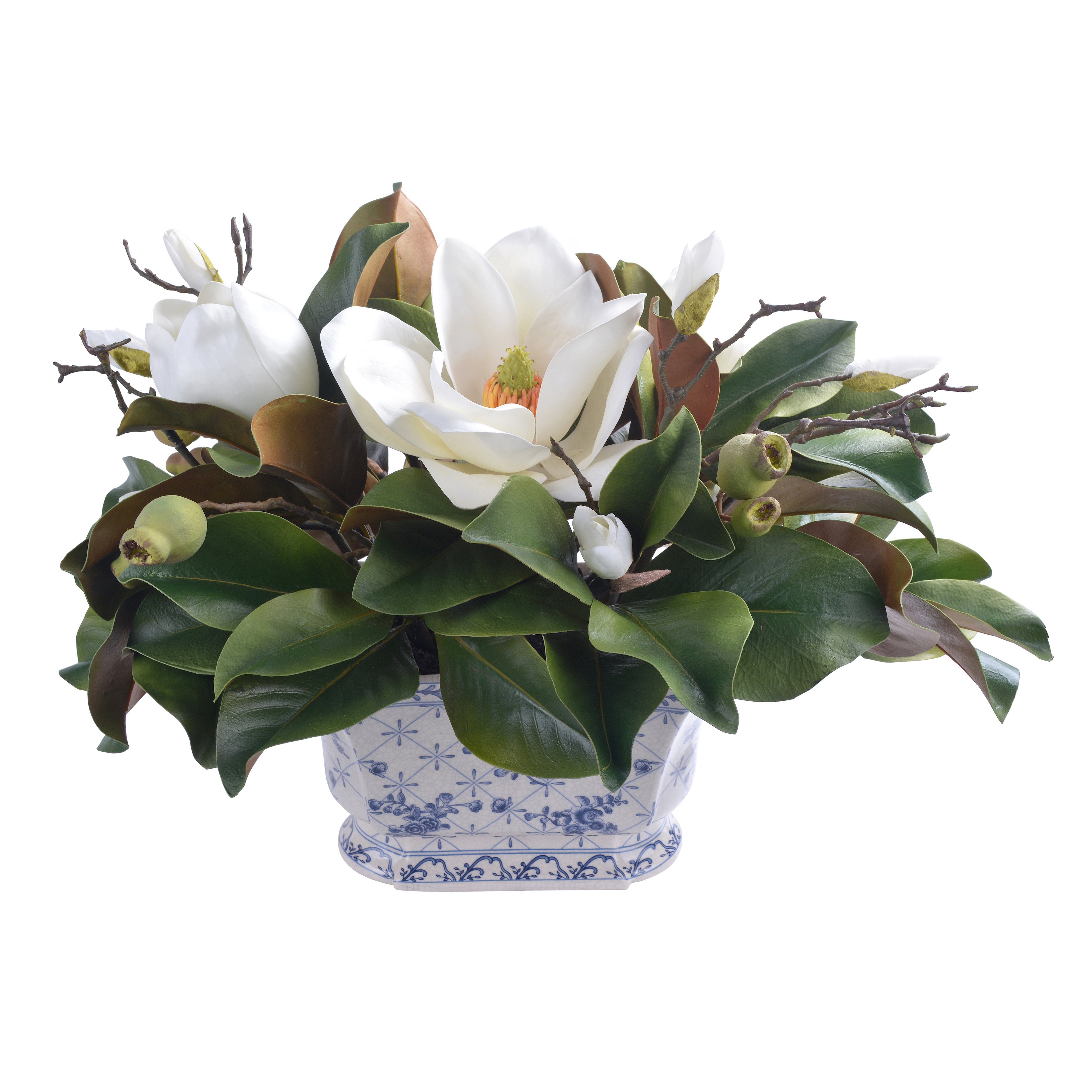 can you plant magnolia in a pot Magnolias in Ceramic Pot