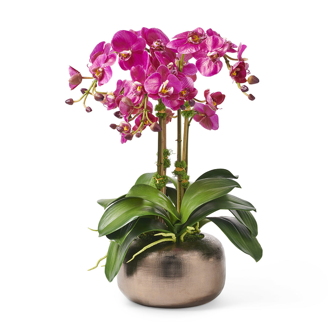 fuchsia pink plant pot Fuchsia Orchids in Bronze-Glazed Pot