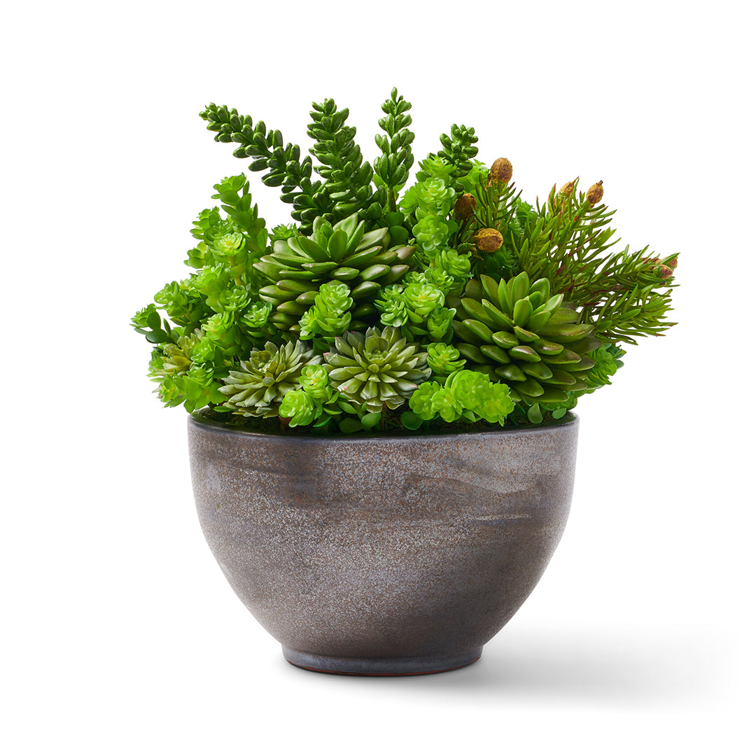 gray succulent planter Succulents in Gray Pot