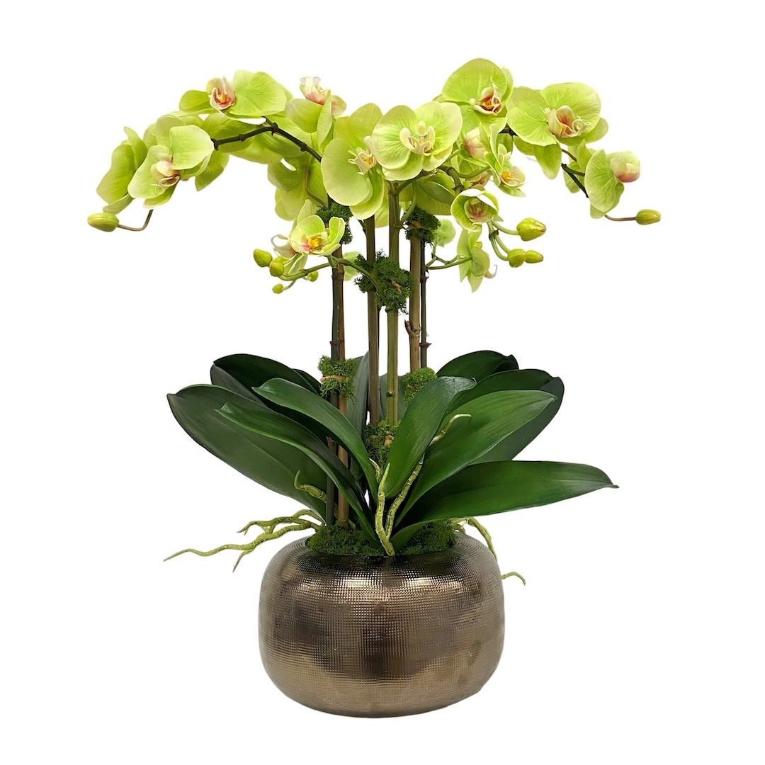 faux orchid plant in pot Tremé Chartreuse Orchids