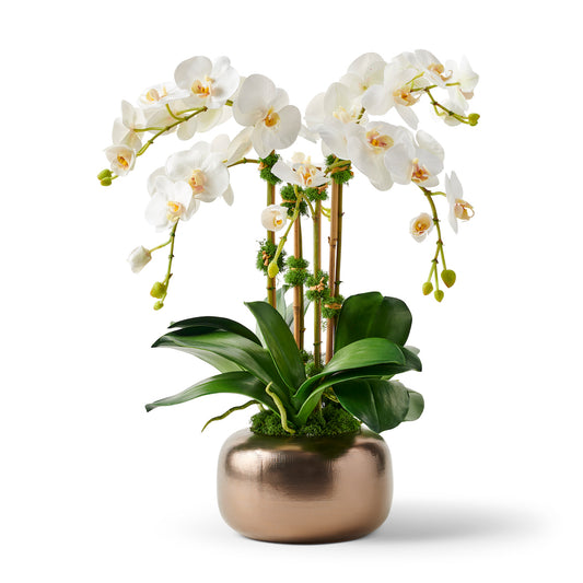 Serenity Orchid in Metallic Pot
