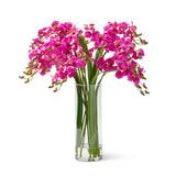 Rive Gauche Dendrobium Orchids