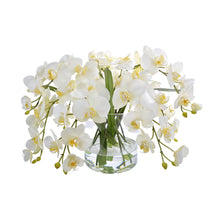 Phalaenopsis Orchids in Glass
