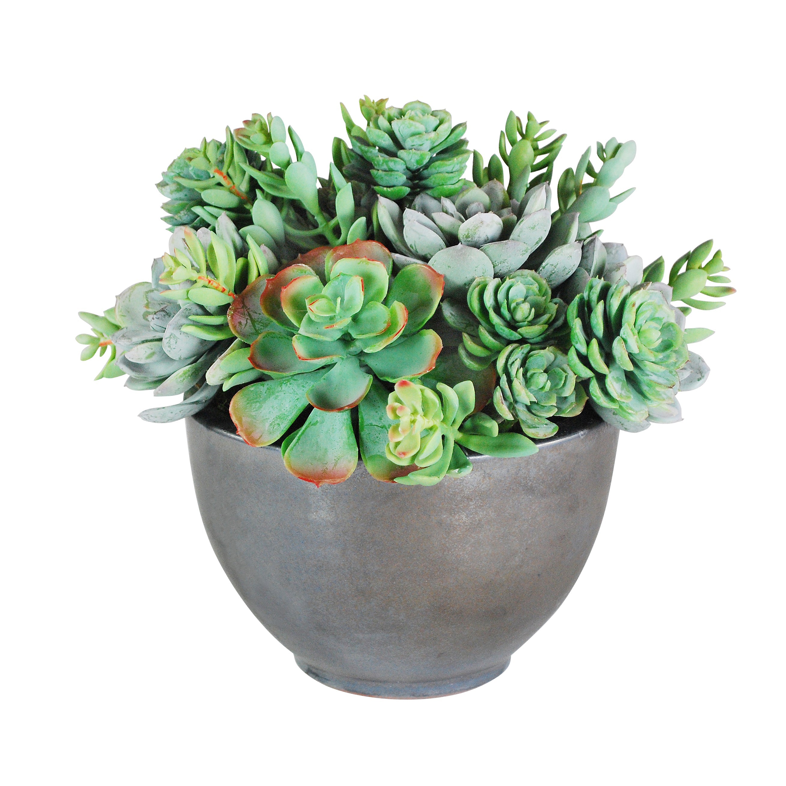mixed succulent pot Mixed Succulents in Bowl