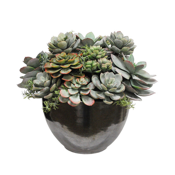 Mixed Succulent in Crete Bowl