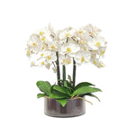 Phalaenopsis In Low Cylinder Vase