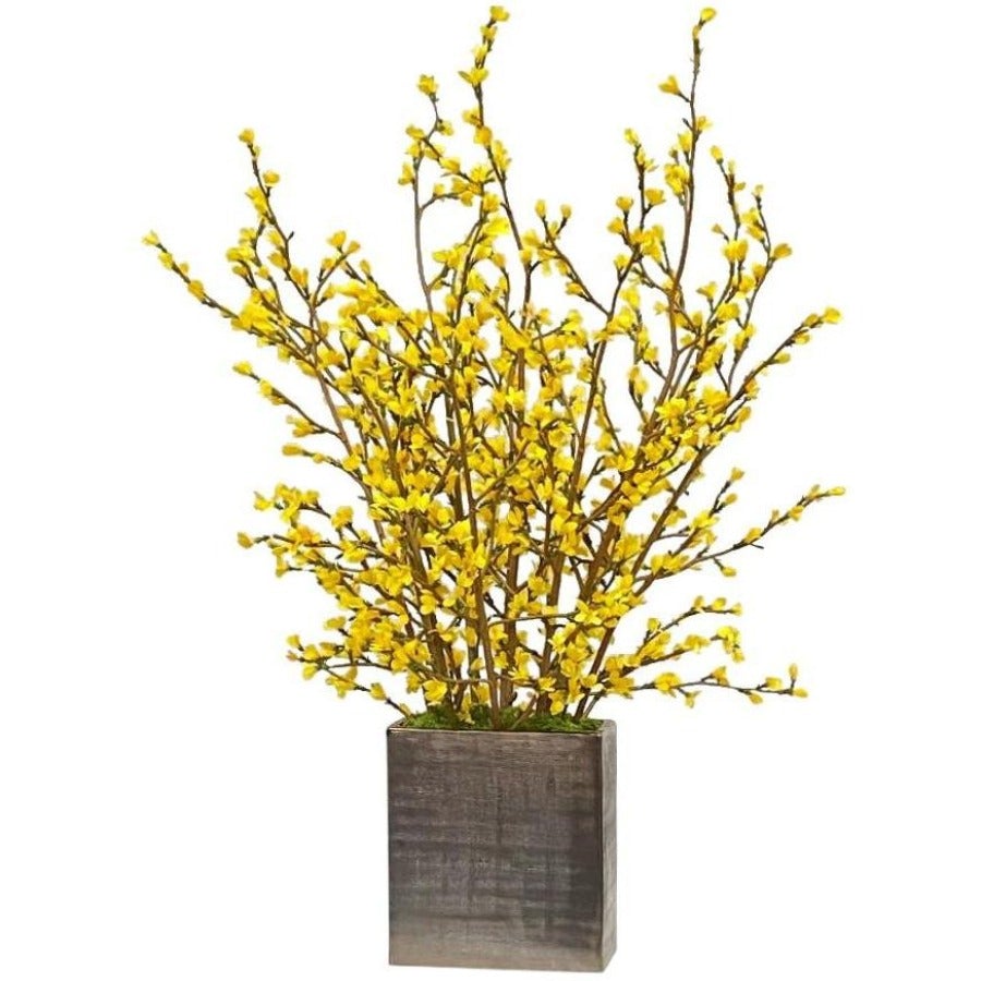 Forsythia in Vase