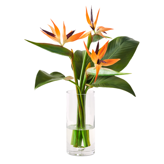 Bird-of-Paradise in Vase, Large