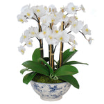 Orchid in Rose-Trellised Bowl