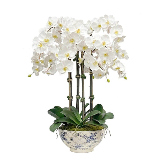 Phalaenopsis In Rose Trellis Bowl