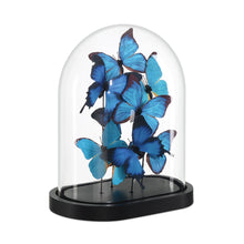 Blue Butterflies in Dome