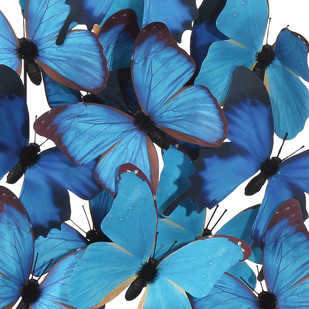 Blue Butterflies in Dome