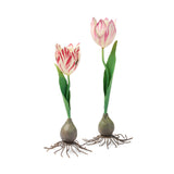 Dutch Tulip Candleholder, 12"