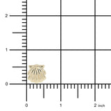 Scallop Shell Earrings