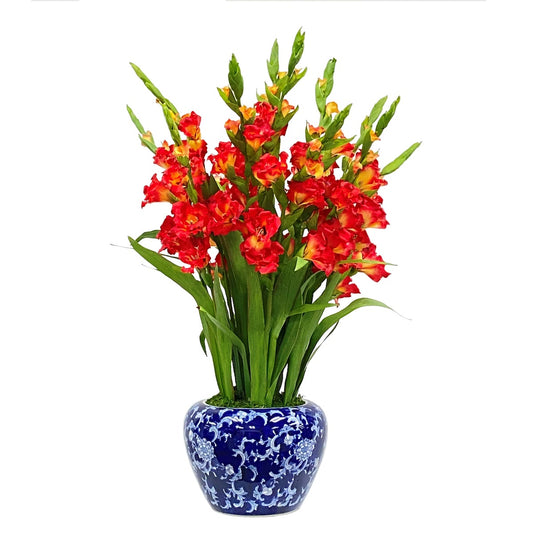 Red Gladiolus