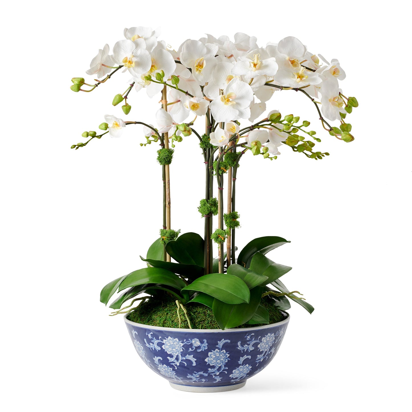 White Phalaenopsis in Longlife Bowl