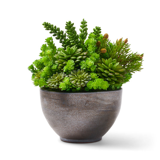 Succulents in Gray Pot