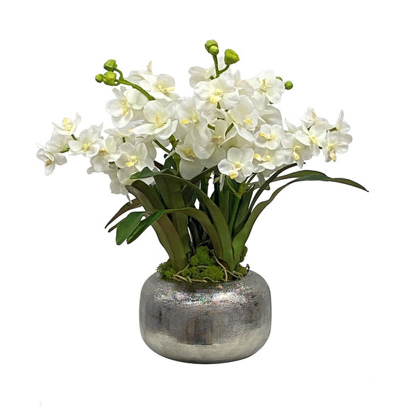 Vanda Orchids in Metallic Pot