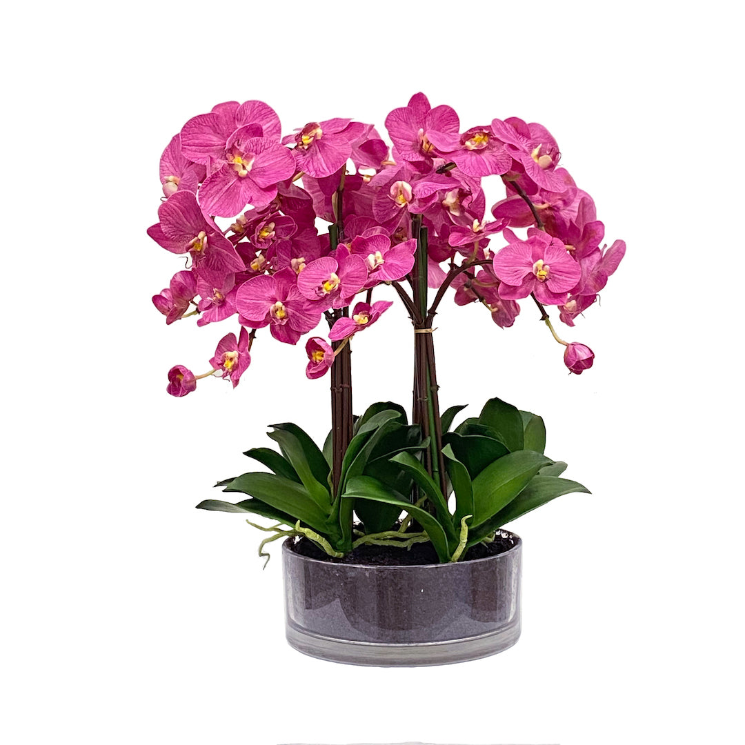 Fuchsia Phalaenopsis