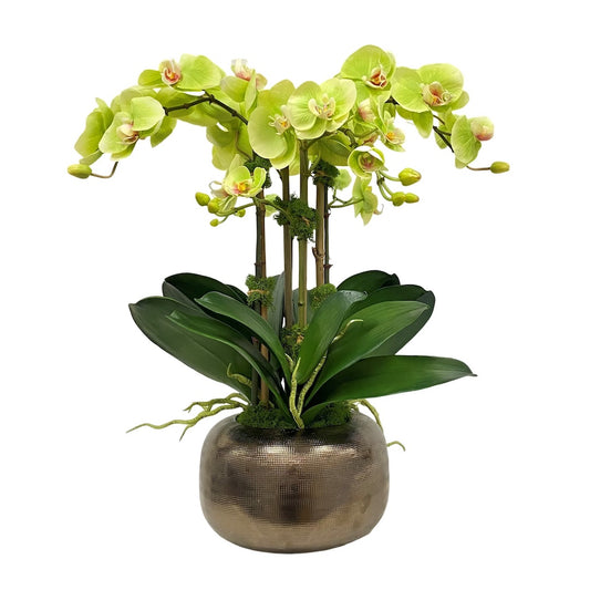 Tremé Chartreuse Orchids