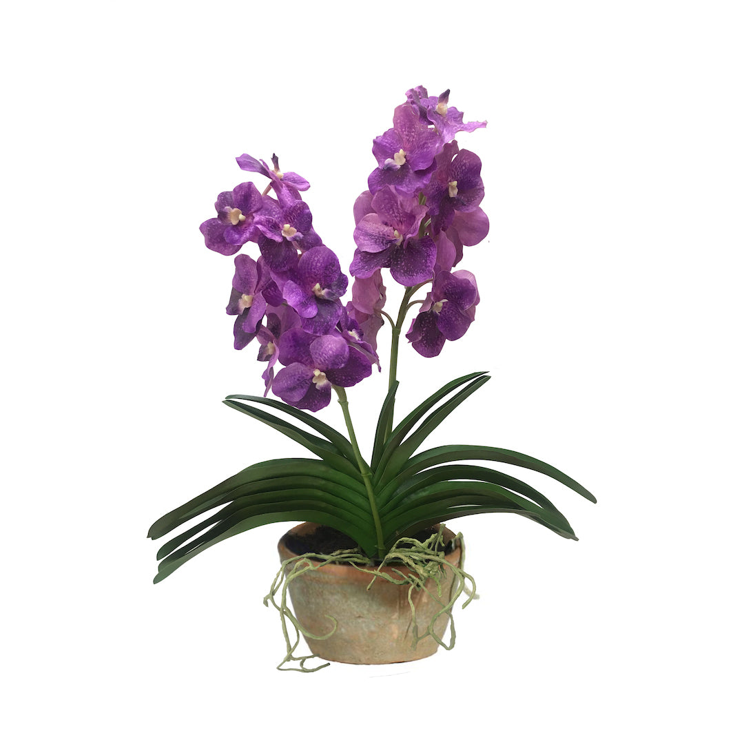 Vanda Double Orchid