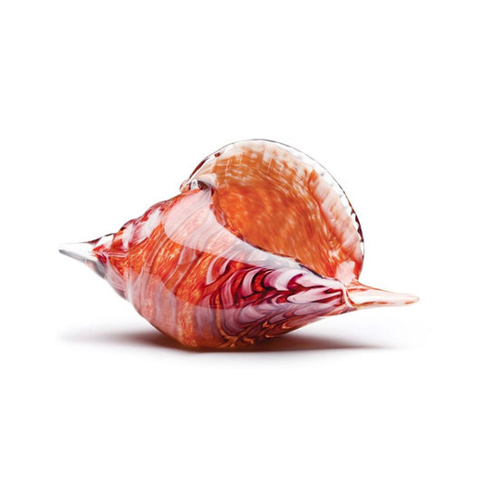 Red Conch Shell