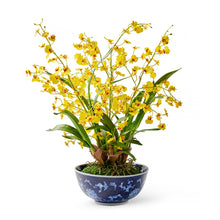 Yellow Oncidium Dancing Lady Orchid