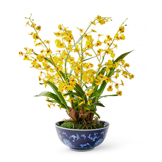 Yellow Oncidium Dancing Lady Orchids