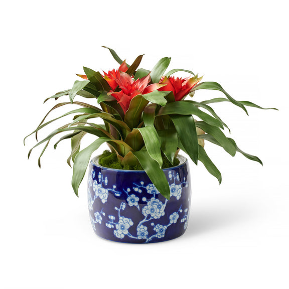 Biscayne Bromeliad in Cachepot