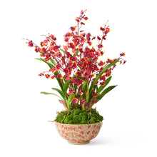 Red Oncidium Dancing Lady Orchids