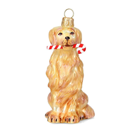 Golden Retriever with Candy Cane Ornament