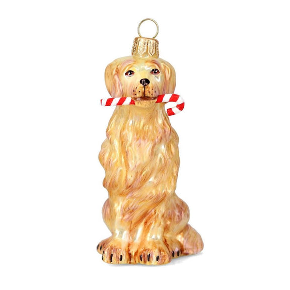 Golden Retriever with Candy Cane Ornament