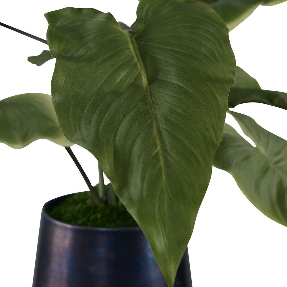 Mauritius Mari Calla Plant