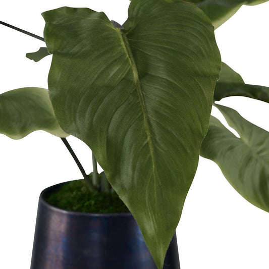 Mauritius Mari Calla Plant