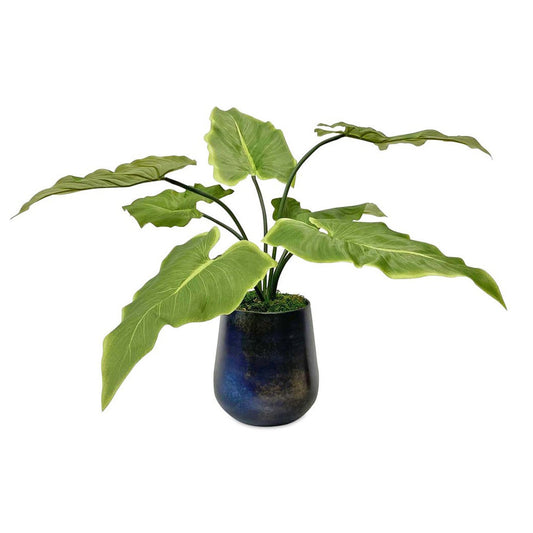 Mauritius Mari Calla Plant