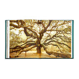 The Hidden Life of Trees