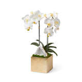 White Orchids with Crystal Geode