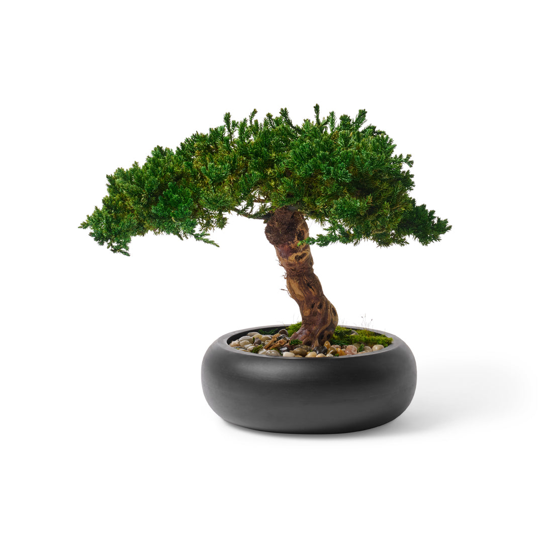 preserved bonsai trees Preserved Bonsai