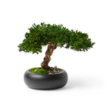 Preserved Bonsai