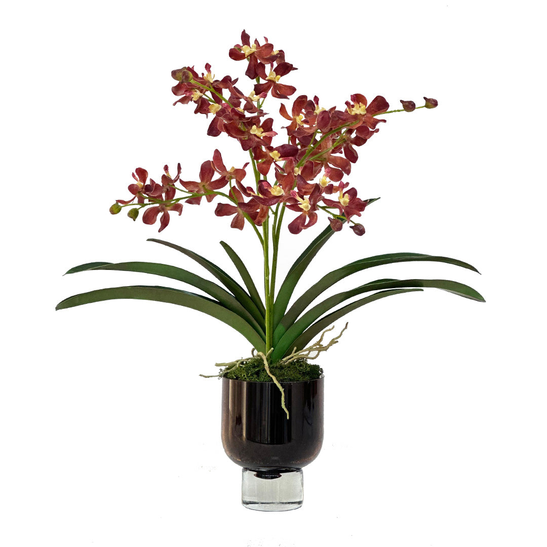 Vanda Orchid, Burgundy