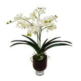 Vanda Orchid, White