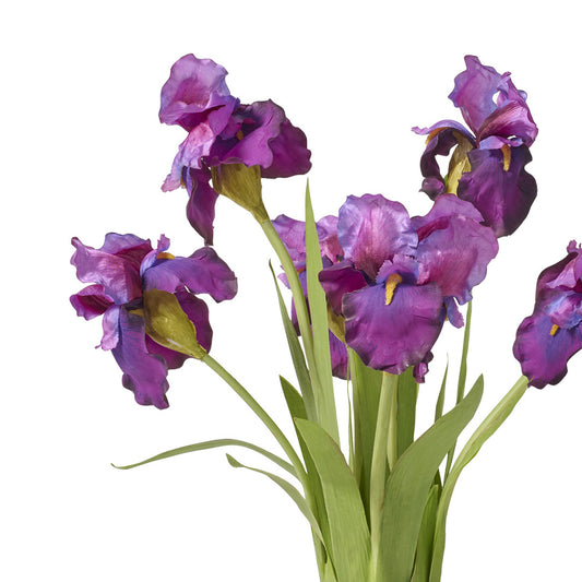 Bearded Iris Bouquet, Purple