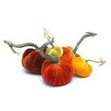 Velvet Pumpkin Patch, Set of 5