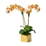 Newport Sunset Orchids