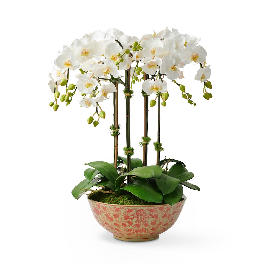 Orchid in Longlife Bowl