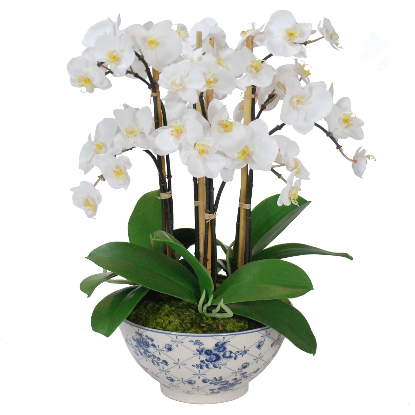 Orchid in Rose-Trellised Bowl