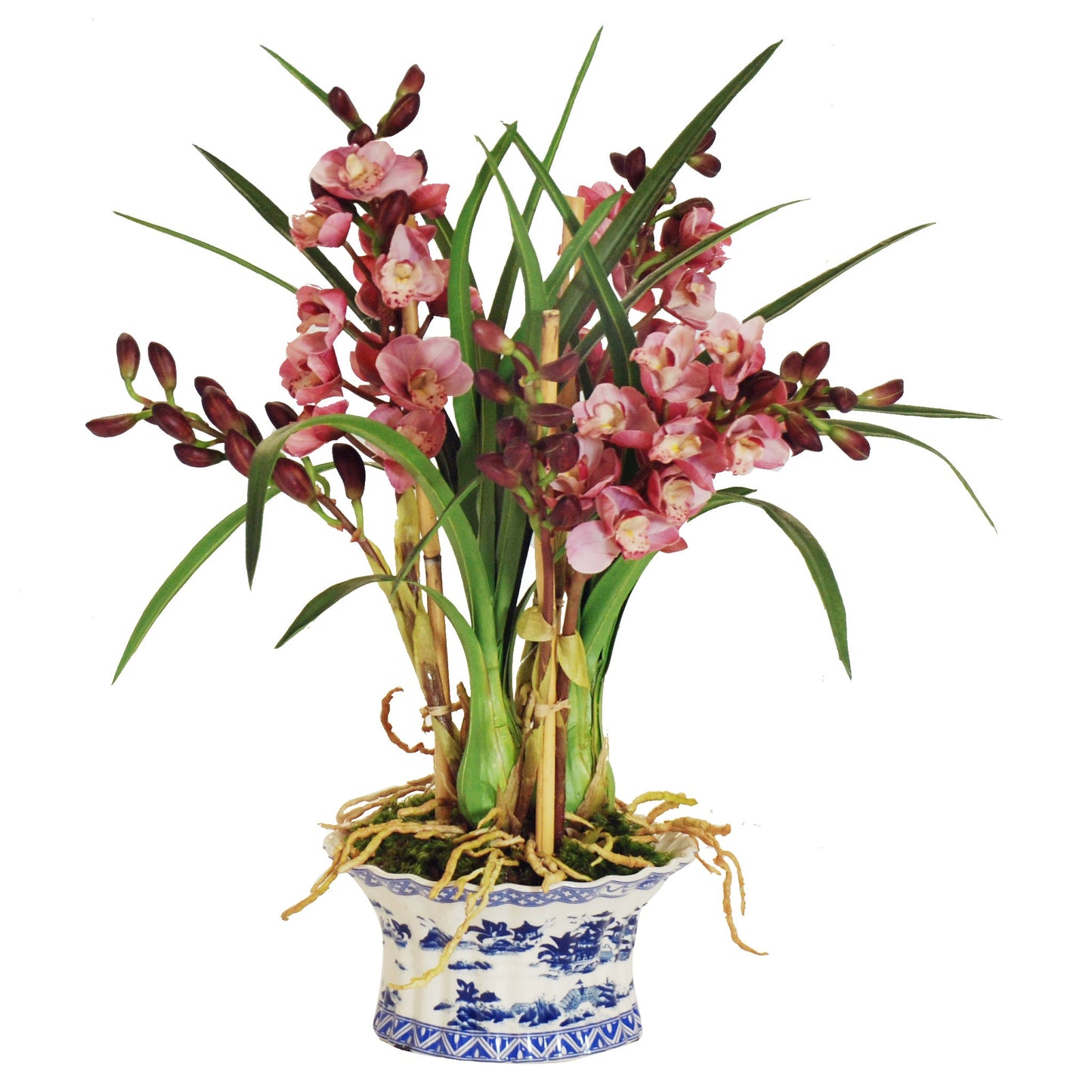 Cymbidium Orchid in Chinoiserie Pot