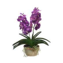 Vanda Double Orchid